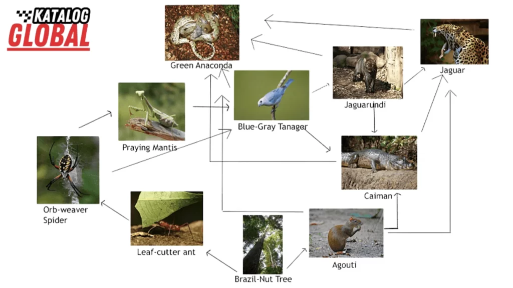 Tropical Rainforest Food Web diagram showing interactions among species like the Green Anaconda, Jaguar, and Brazil-Nut Tree.