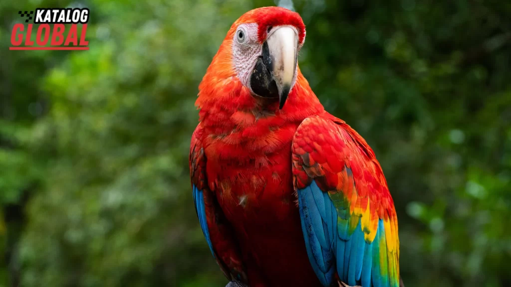 Scarlet macaw in a lush green background – find out 'How Much Does a Parrot Cost' and what influences parrot pricing.