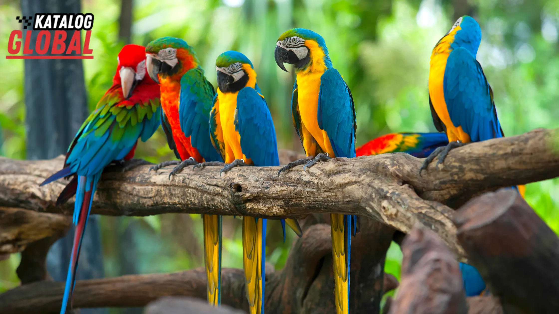 How Much Does a Parrot Cost? Price Guide for Potential Owners