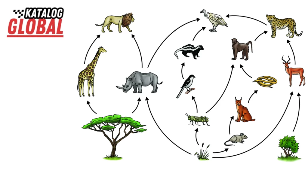 Savanna Food Web Secrets: Visual map of animal interactions and energy flow