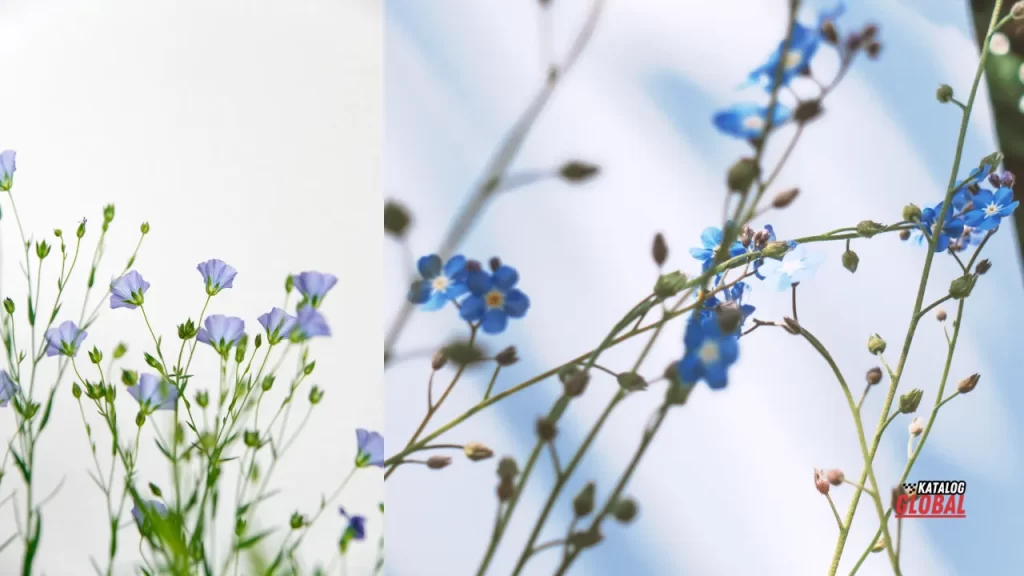 Forget Me Not Flowe